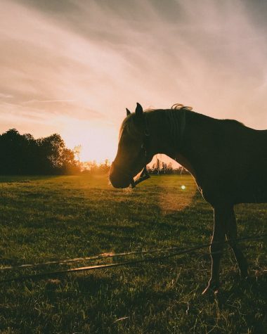 Britt Dekker Vermogen, Vriend, Paard en meer weetjes