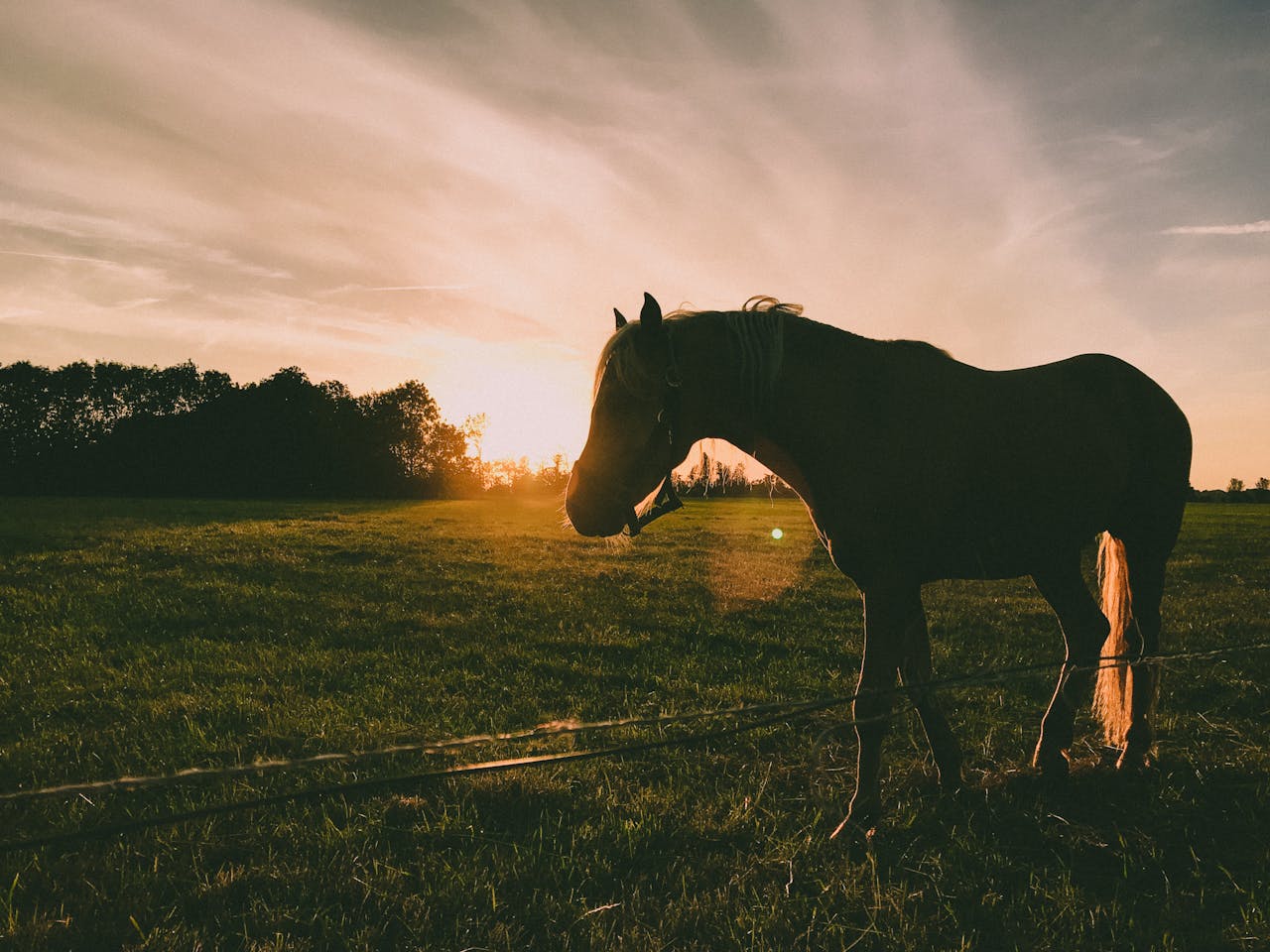 Britt Dekker Vermogen, Vriend, Paard en meer weetjes