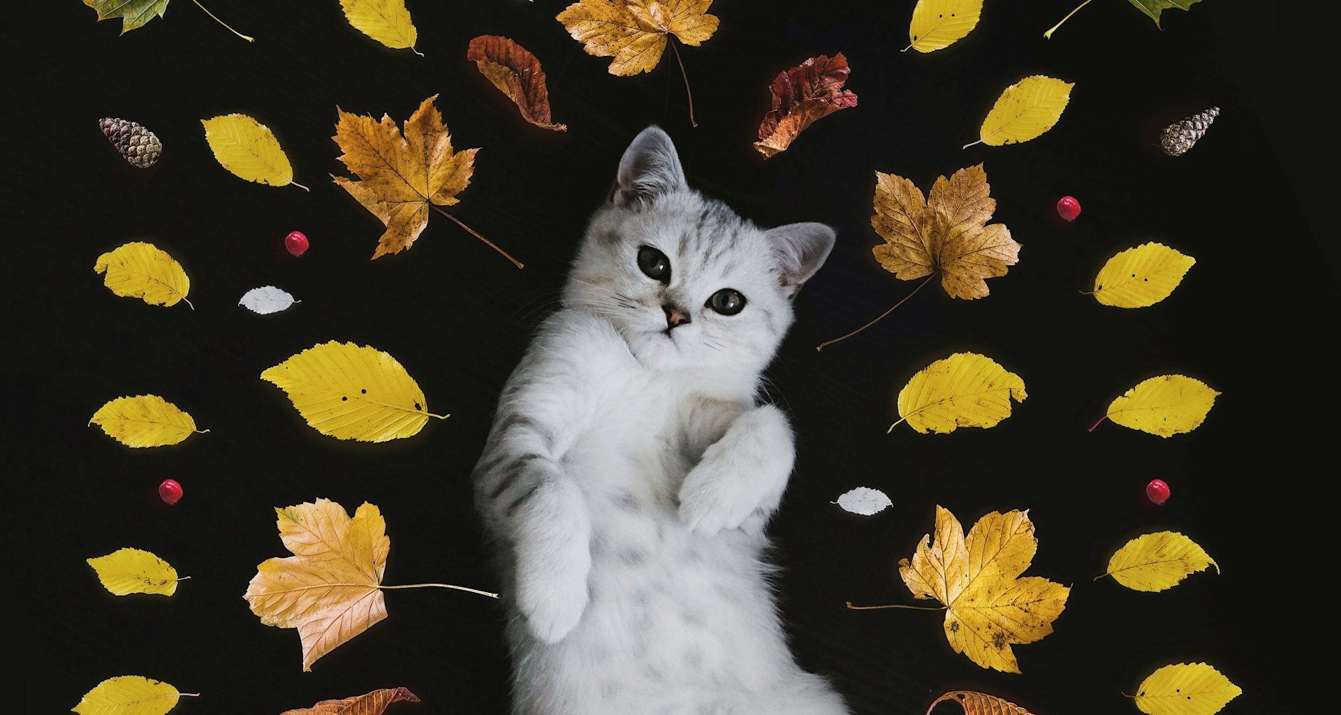 Katten op afstand houden