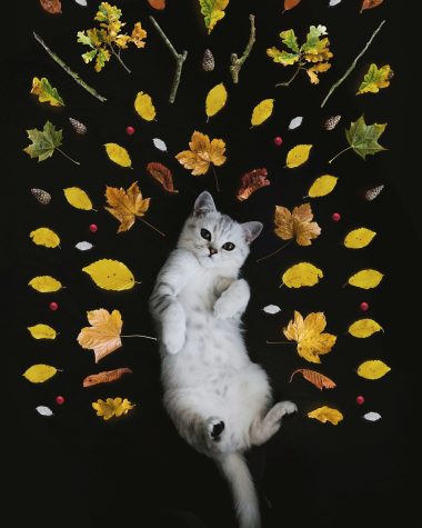 Katten op afstand houden