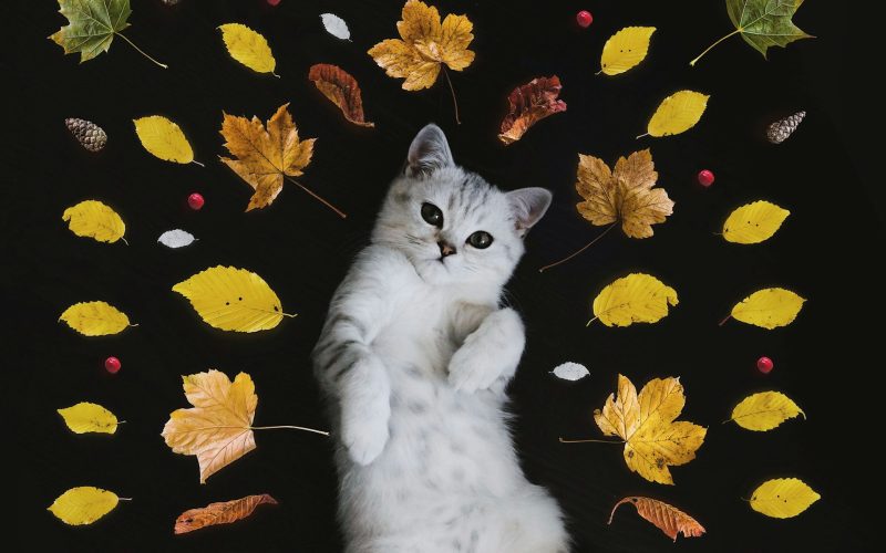 Katten op afstand houden