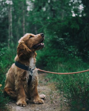 Zo geef je je hond de juiste voeding voor elke levensfase