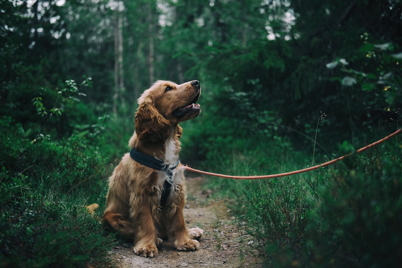 Zo geef je je hond de juiste voeding voor elke levensfase